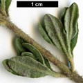 SpeciesSub: subsp. formosum